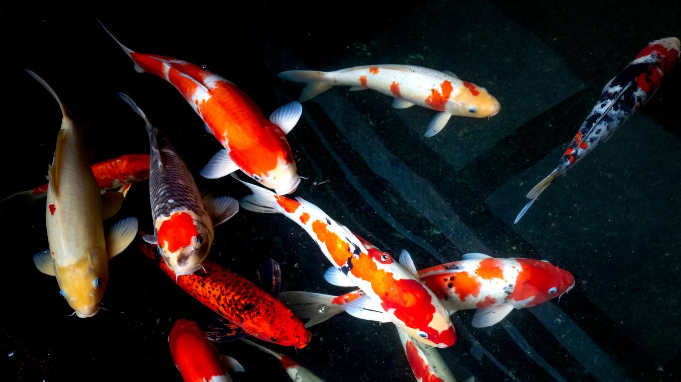 How Long Do Koi Live In A Pond Unveiling The Lifespan Secrets Of Pond Koi