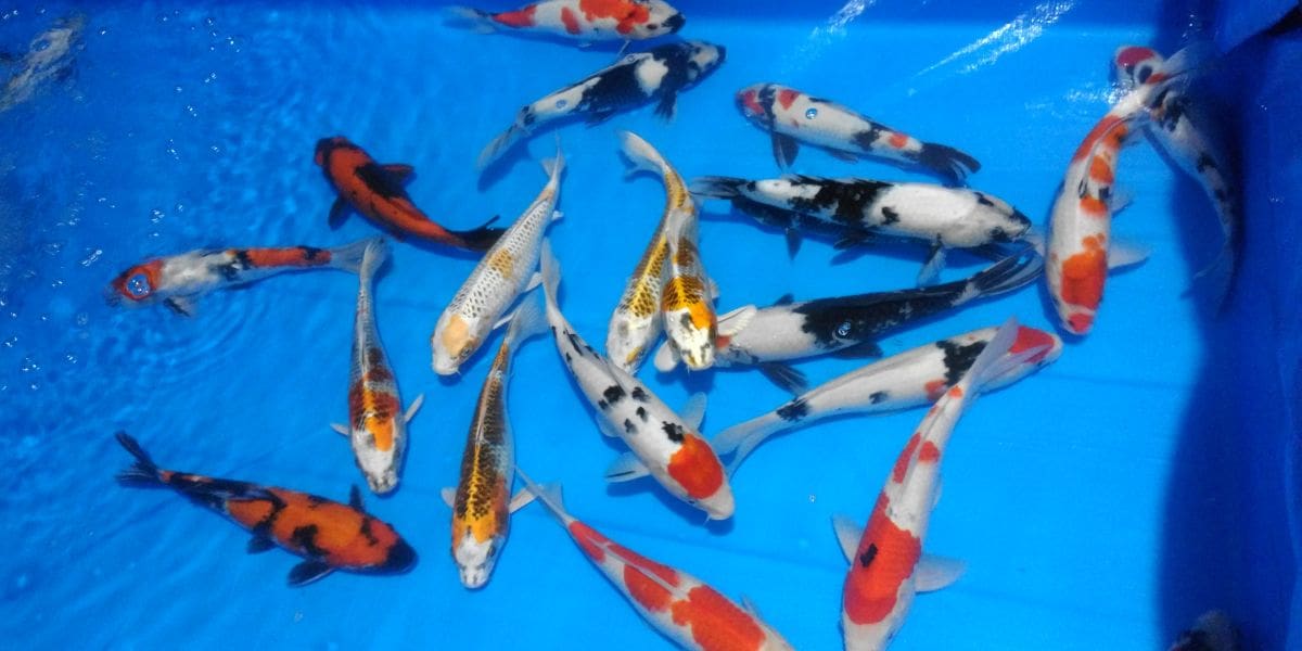 buying koi