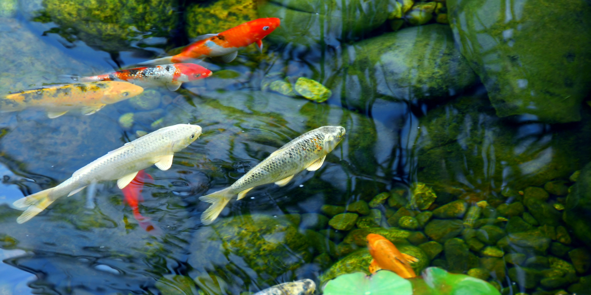 clear koi pond