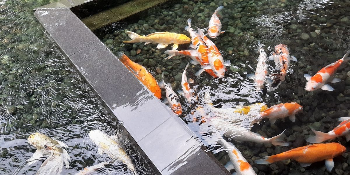 What Do I Need for a Koi Fish Pond