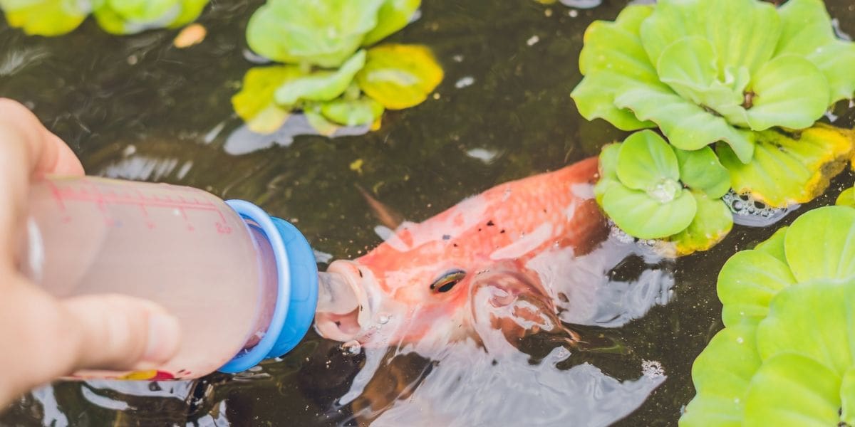 feeding new koi