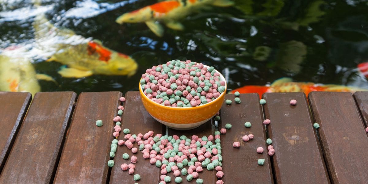 feeding the koi