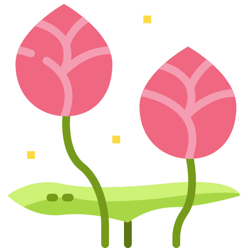 lotus plant