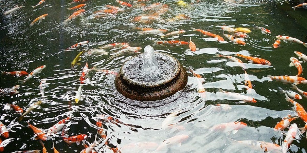 koi pond fountain