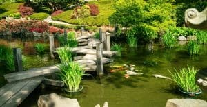 japanese koi pond