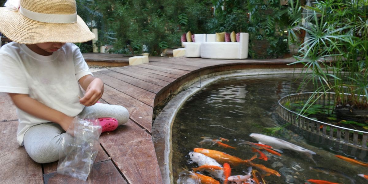 kid feeding koi