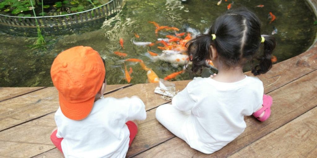 kids and koi