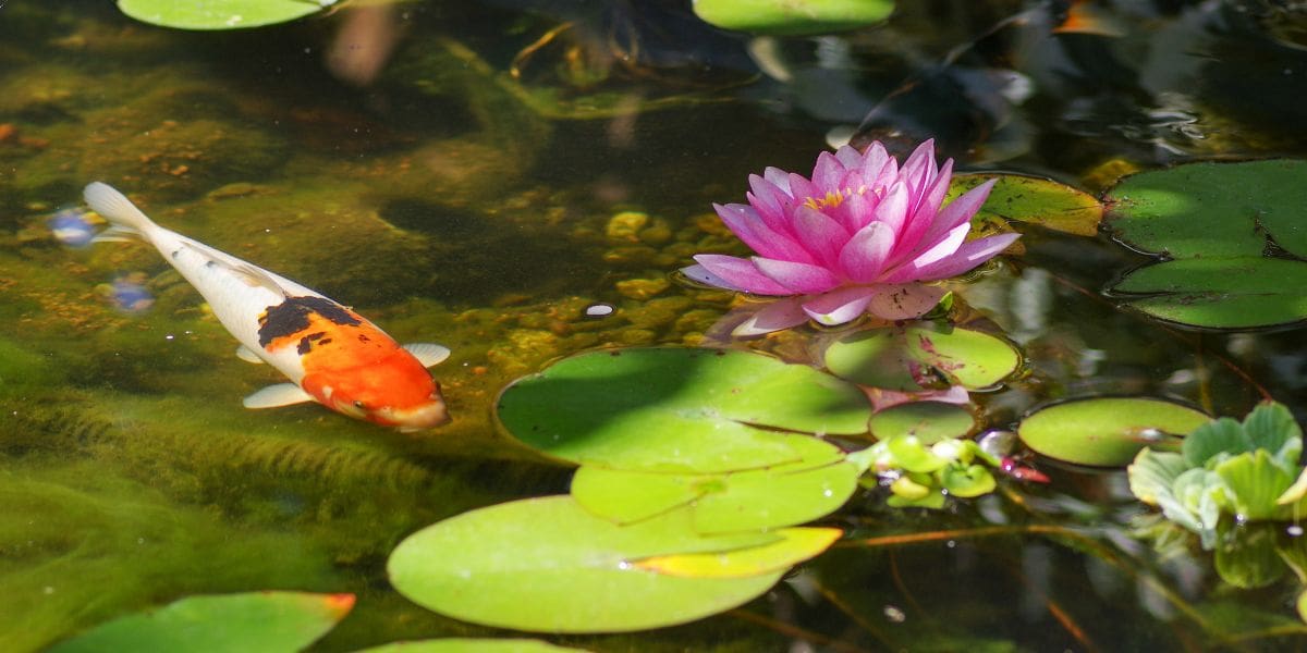 koi and a lotus