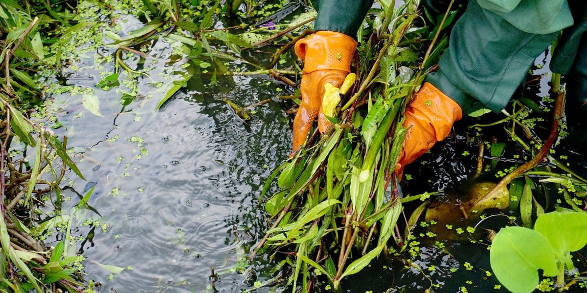 koi pond cleaning