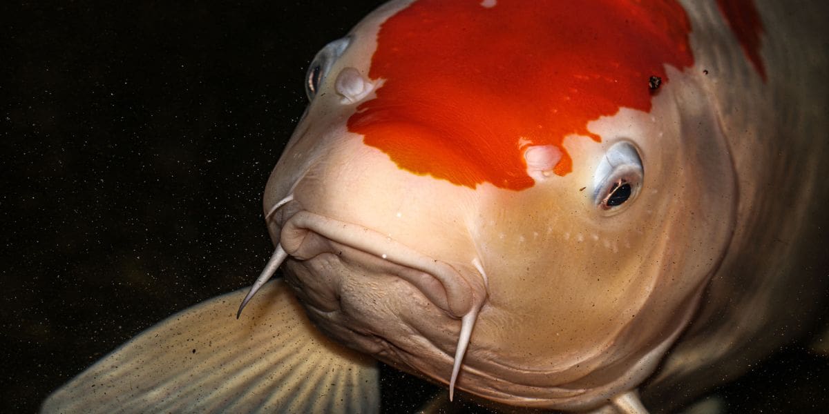 koi up close