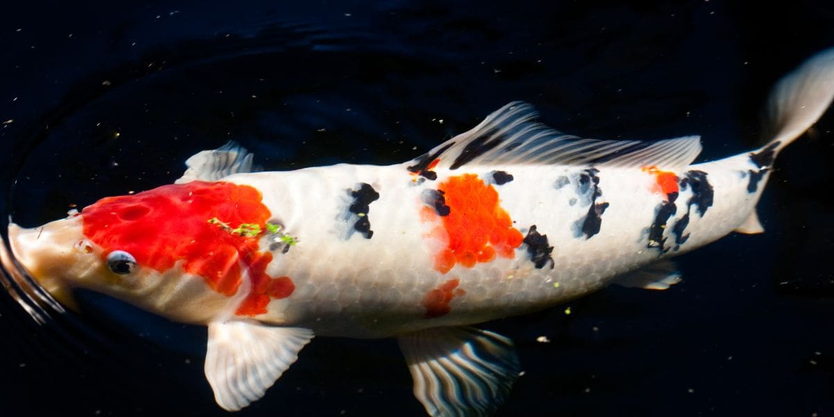 How to Maintain a Koi Pond