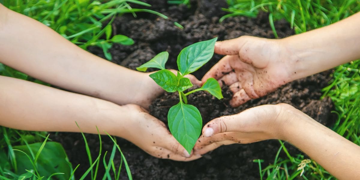 planting plants