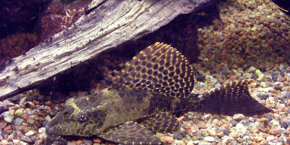 plecostomus