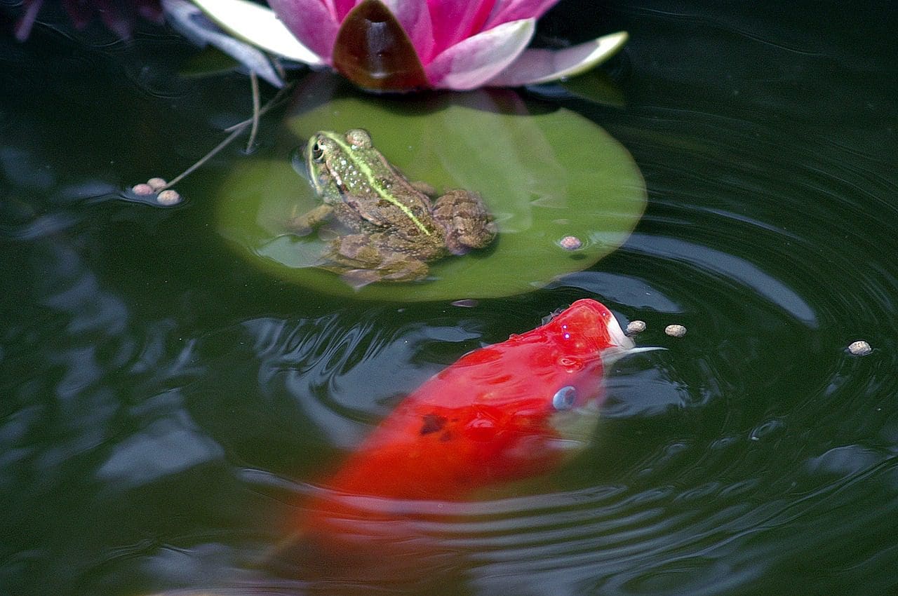 How to Add Tap Water to Your Koi Pond