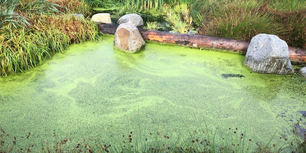 pond full of algae