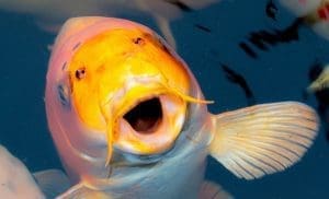 smiling koi fish