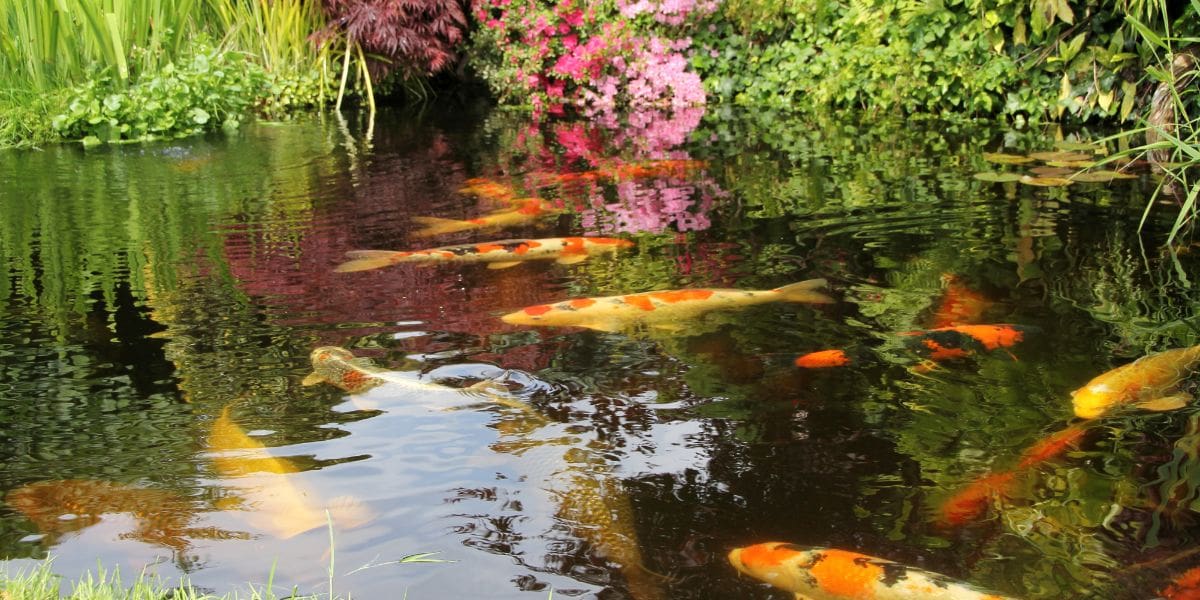 tranquil koi pond