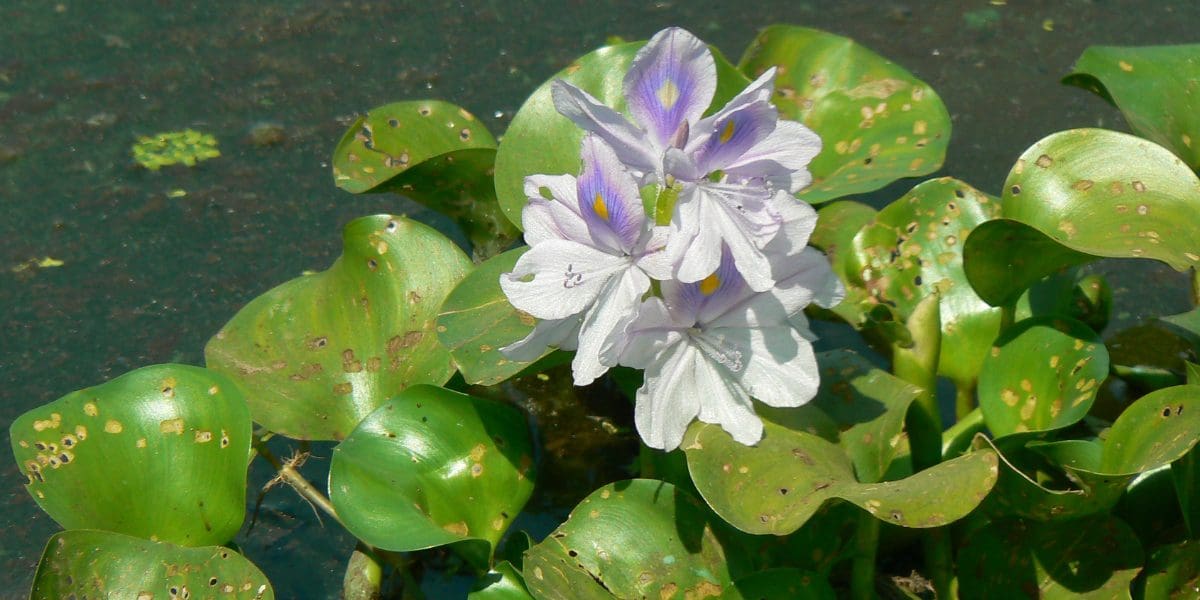 water hyacinth