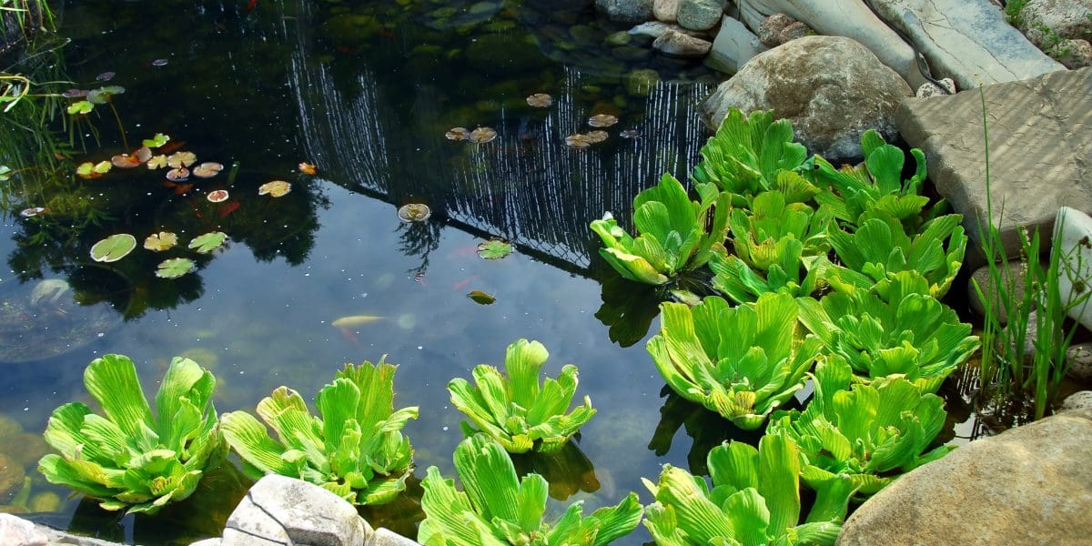 koi pond plants