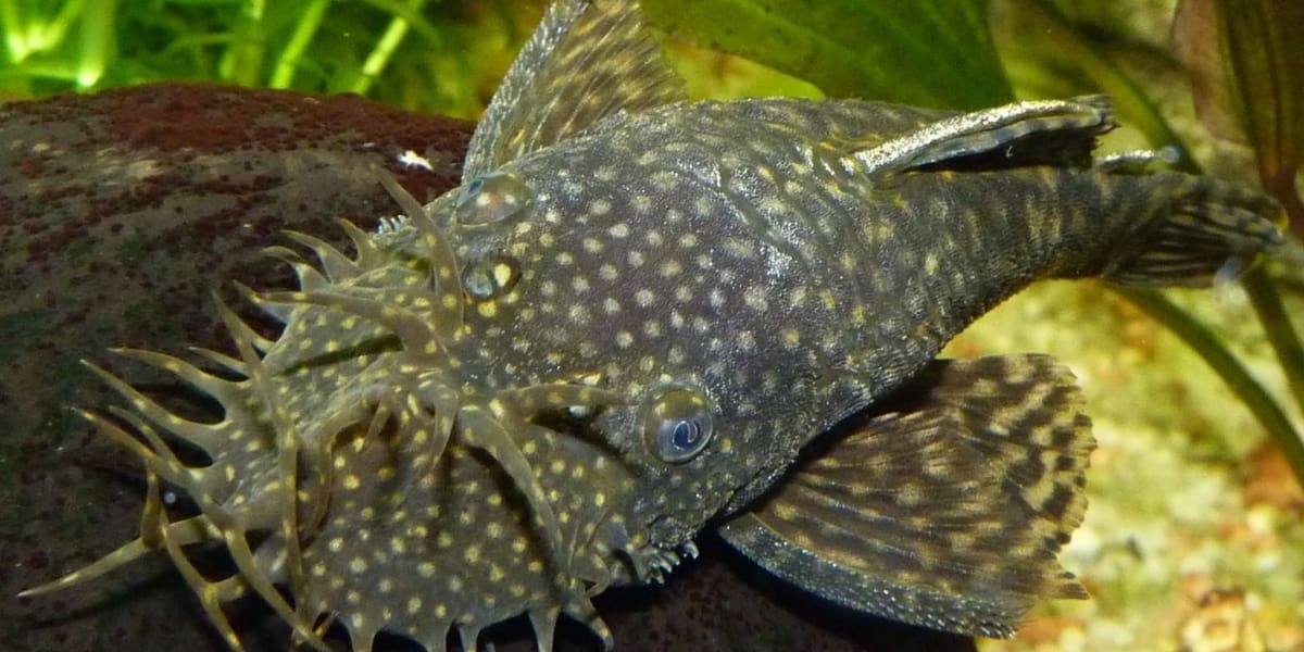 Bristlenose Plecostomus