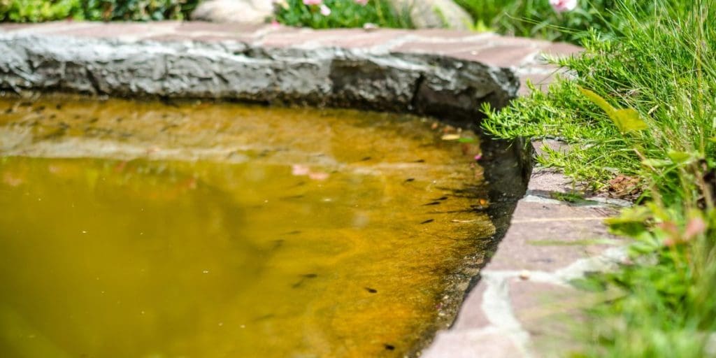 How to Drain a Koi Pond