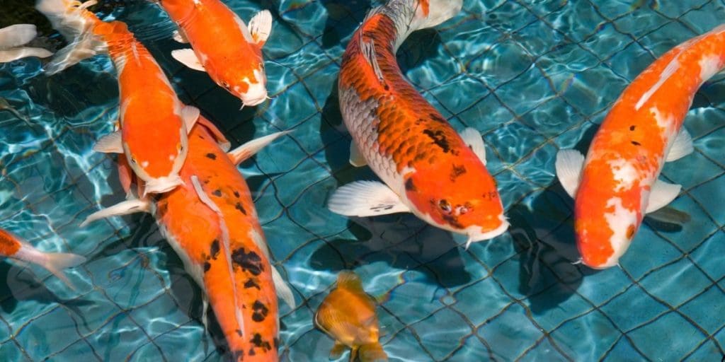 How to Get Crystal Clear Koi Pond Water