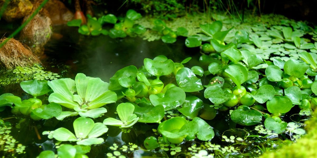 pond plants