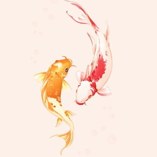 2 koi illustration