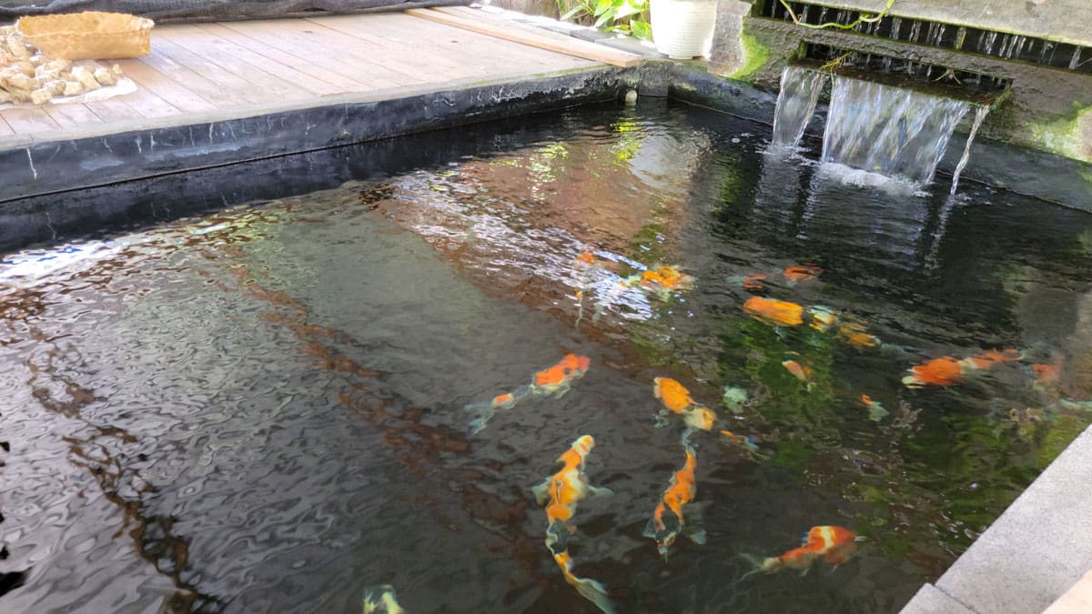 bali koi pond big