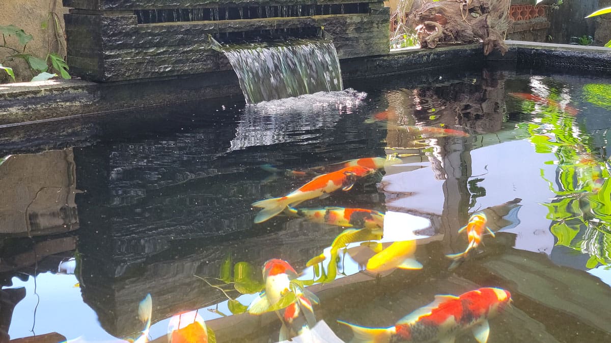 bali koi pond biggest