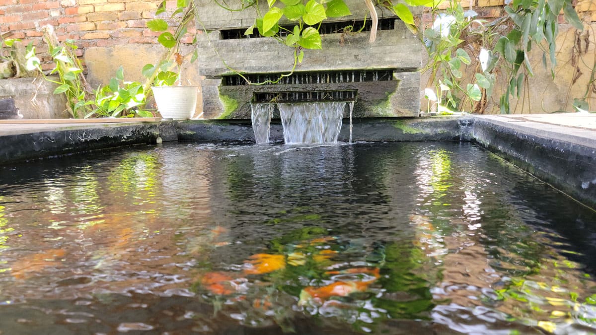 bali koi pond