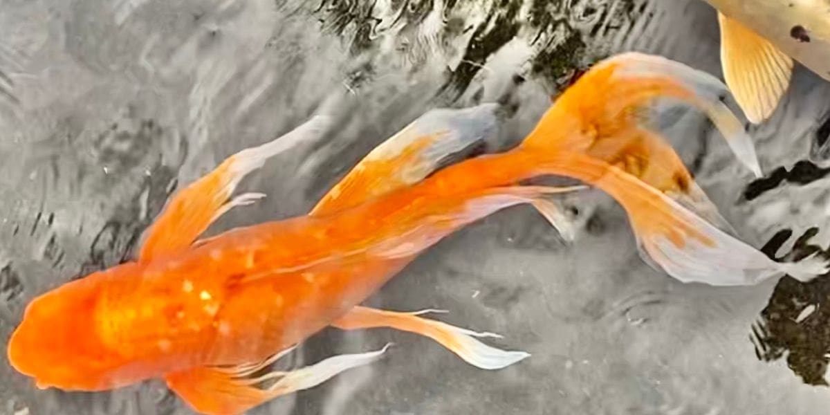 beautiful orange butterfly koi