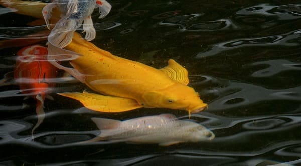 big butterfly koi