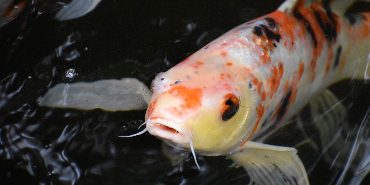 big koi fish