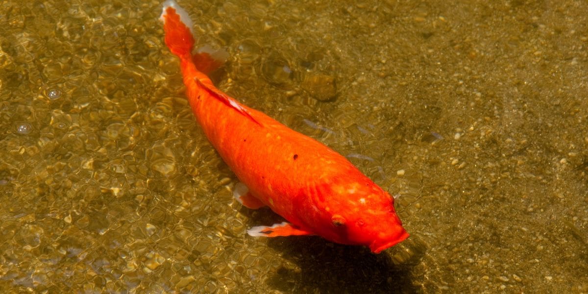 big orange koi