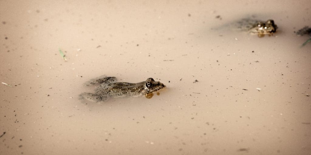 how to clear brown water in koi pond