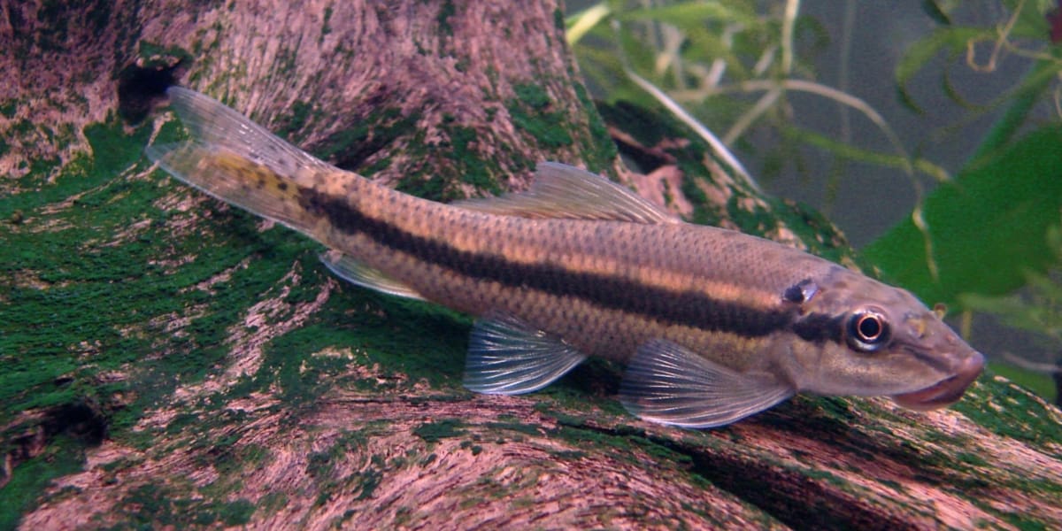 Chinese Algae Eater