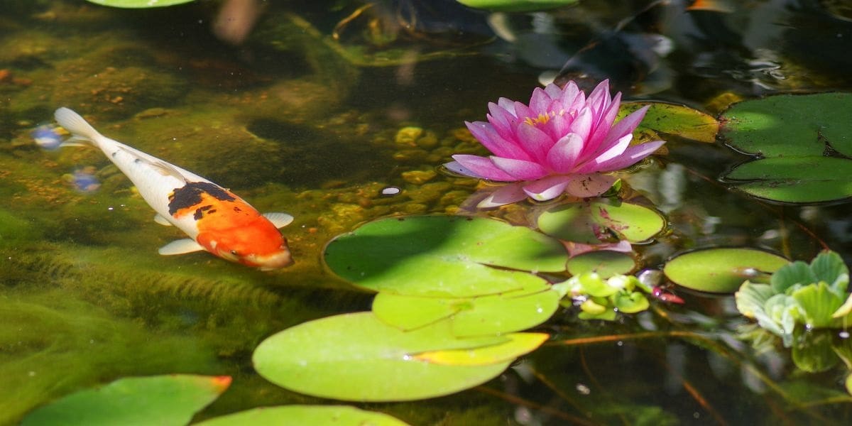 clean pond water