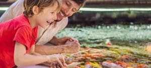 father and son feed koi