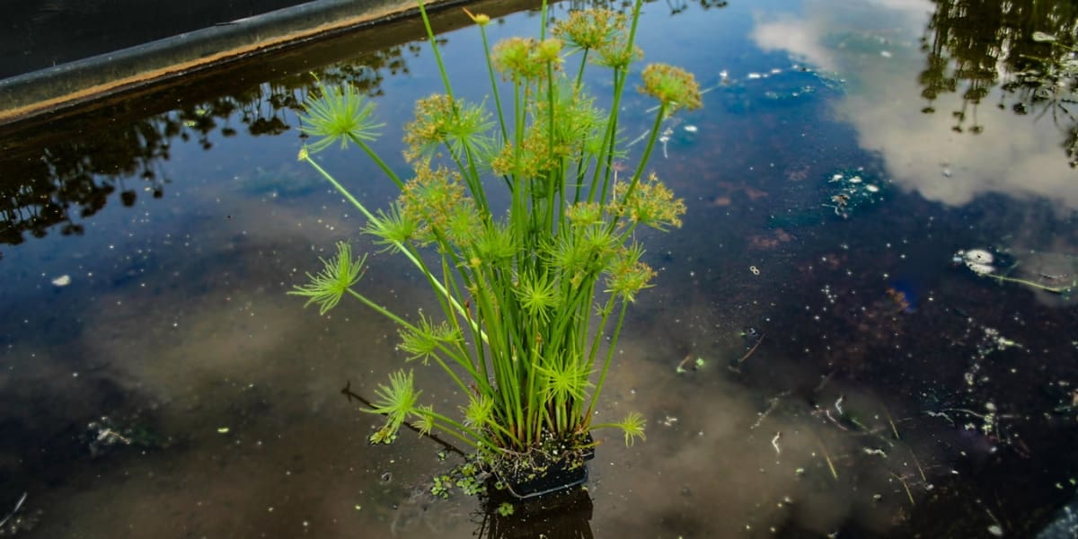 dwarf papyrus