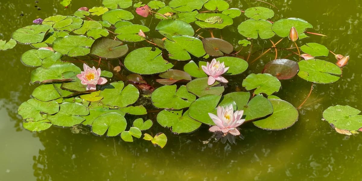 green pond water