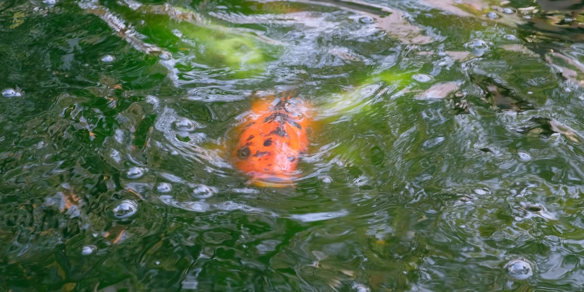 green pond water