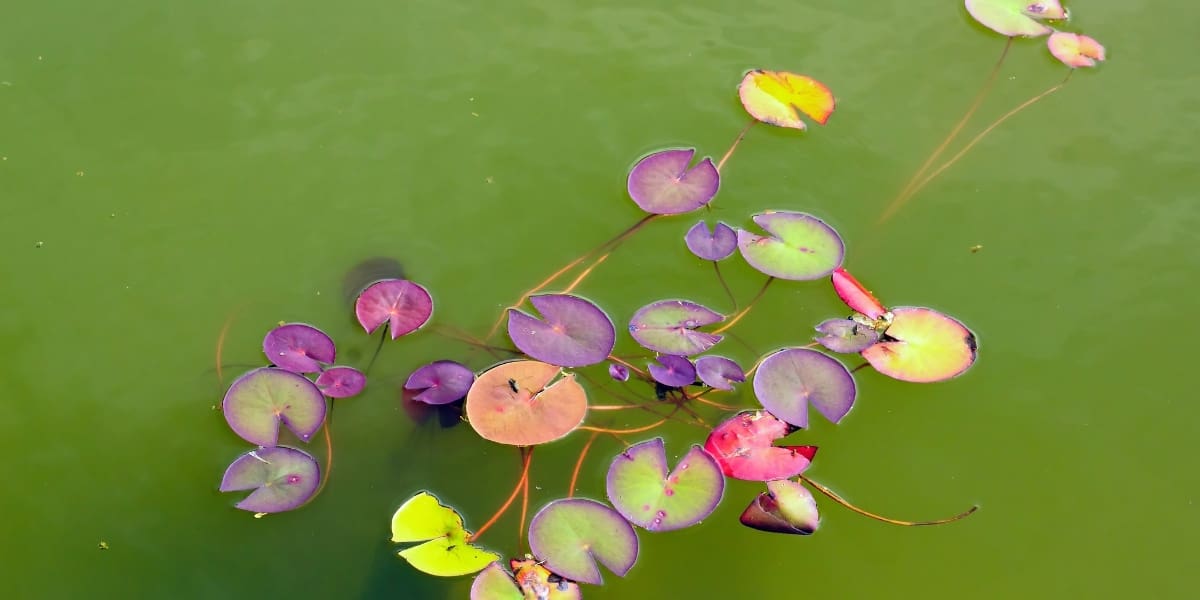 green pond water