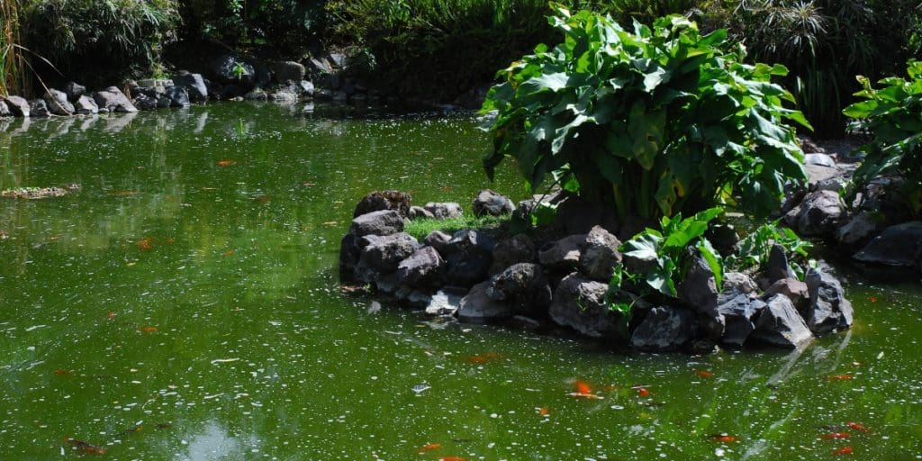 How to Clear Green Koi Pond Water