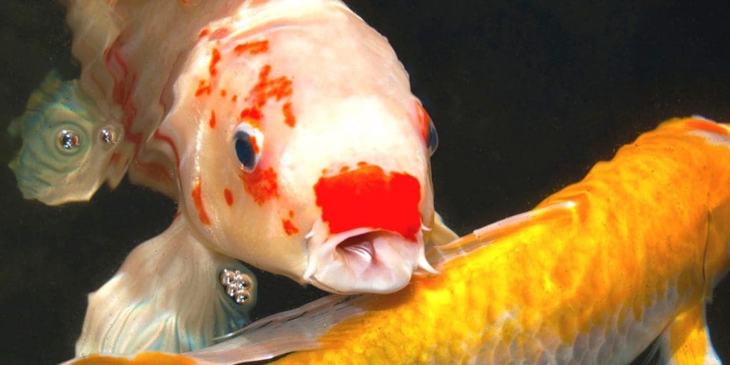 Understanding Koi Fish