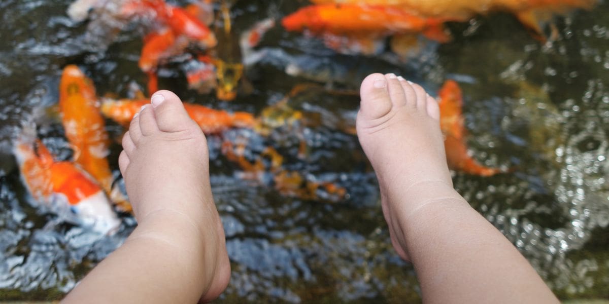 kids feet and the koi