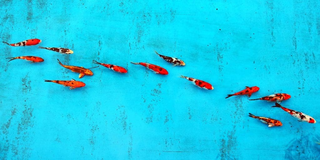Understanding Koi Fish Your Comprehensive Guide