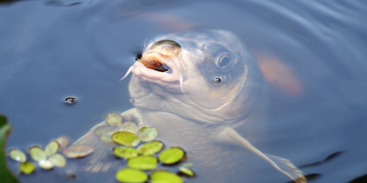 koi looking for food