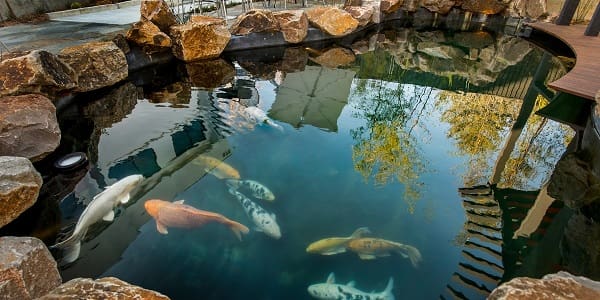 How Much Does a Koi Pond Cost