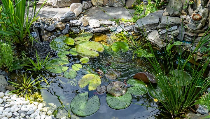 koi pond in my back yard